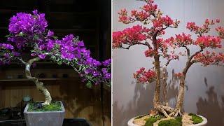 Collection of the most beautiful bougainvillea bonsai masterpiece in 2022