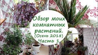 Обзор моих комнатных растений. Осень 2018. часть 1.//Валентина Земскова