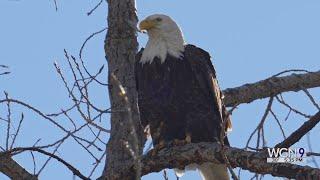 Will County Forest Preserve District hosts annual Eagle Watch