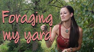 FORAGING/WILD-CRAFTING MY YARD #foraging #wildfood #primitiveskills