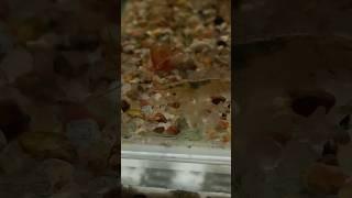 Креветка кушает. Shrimp eats