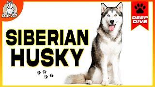 Meet the Siberian Husky: A Complete Guide to the Breed