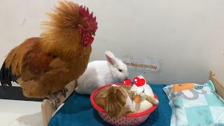 For the sake of peace, the rabbit gave up his beloved cat to the duck. So funny and cute! Incredible