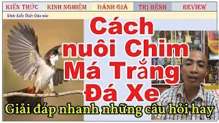 Kiến Thức để chăm Chim Chào mào Má Trắng lên đạt chất lượng tốt nhất