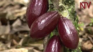 ON THE FARM: How to grow Cocoa  Part 1.