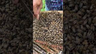 Clearly and get rid of queen cells not good out #honey #workerbee #beekeeper #beefeater #beekeeping
