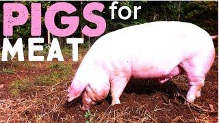 How to Raise Pigs for Meat on the Homestead