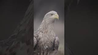 Havørn // White-tailed eagle 