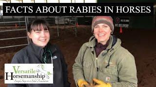 Facts About Rabies In Horses // Versatile Horsemanship