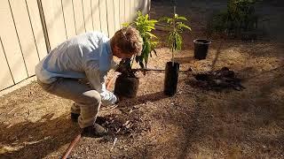 Planting an avocado tree