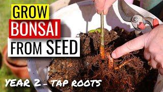 Bonsai from seed | Acorn to Oak | Year 2 - tap root chop