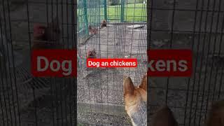 dog German shepherd Vs chickens