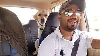 Shimla Road Trip with Dog | Pet friendly hotel in Shimla | Shimla Tourism