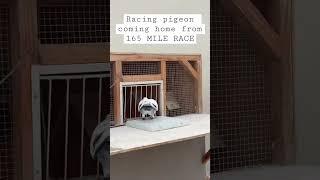 RACING PIGEON ARRIVAL FROM 165 MILE RACE!