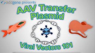 AAV Transfer Plasmids - Viral Vectors 101