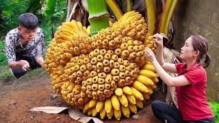 TOP1 ! Harvesting Chubby Bananas - The World's Strangest Wrinkled Banana | Ly Thi Hoa