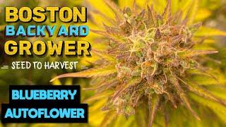 Timelapse Autoflower Cannabis Indoor Seed to Harvest | Blueberry Autoflowers