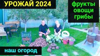 Наш урожай 2024 года!!! Убрали огород. Сходили за грибами.