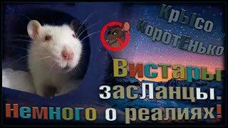 Крысы альбиносы, или вистары засЛанцы. Немного о реалиях... (Fancy Rats | Декоративные Крысы)