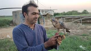 Red Nape Shaheen Falcon - Feeding Very First Time on the Fist