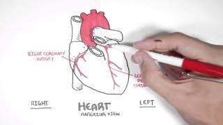 Cardiology - Coronary Blood Supply