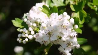 May blossom in England (ne'er cast a clout)