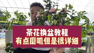 茶花換盆必看！5分鐘學會正確操作，新手也能活！【禪藝綠植工作室】
