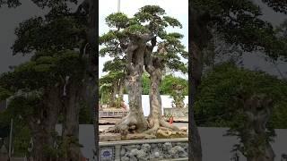 cây duối 2 thân độc đáo #bonsai #bonsaitree #caycanh #bonsaipt #foryou