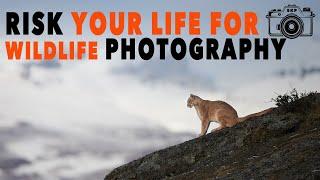 Extreme Wildlife Photography: Perfect Shot