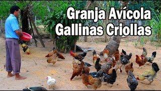 Granja avícola de Gallinas Criollas