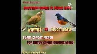 Masteran burung wambi vs Murai batu sangat merdu.@amanda013