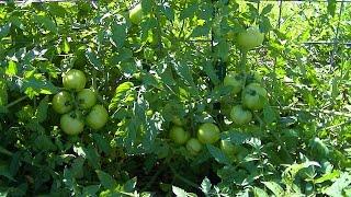 Composting Leaves showing Organic Tomatoes growing In. Part 2