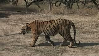 TIGER CHASING SAMBHAR DEAR AND GREAT WALK, RANTHAMBORE NATIONAL PARK & TIGER SAFARI, INDIA.