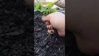 I try to be gentle and patient. so vicious. #gardening #plants #roots #potato #backyard #food