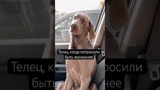 #астрология #телец #натальнаякарта #астролог #консультацияастролога