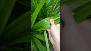 Pandan's leaves #pandanus (Pokok daun Pandan)