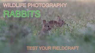 WILDLIFE PHOTOGRAPHY- RABBITS.  Tricky Subjects