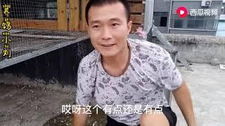 鸽舍地网设置多高合适呢？养鸽小伙亲自示范告诉大家，值得借鉴