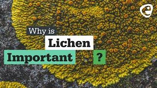 Why is Lichen important?