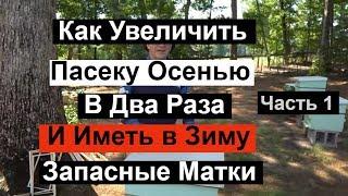 Пасека#127 Как Увеличить Пасеку Осенью в Два раза и иметь Запасных Маток Пчеловодство для начинающих