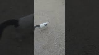 Cats fighting