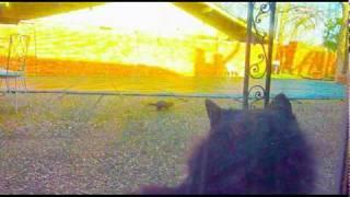 Nutty Squirrel Vs. Unimpressed Cat