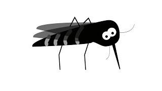 mi ken ala moli e pipi | Futile Attempt of Killing Mosquito