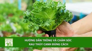 Hướng dẫn trồng và chăm sóc rau thủy canh đúng cách | VTC16