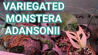 UNBOXING MY FIRST EVER VARIEGATED MONSTERA ADANSONII- Ruby's Plants