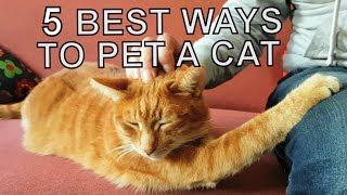 Alvi cat : 5 most recommended petting techniques