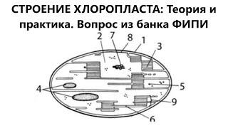 СТРОЕНИЕ ХЛОРОПЛАСТА: Теория и практика. Вопрос из банка ФИПИ - БИОЛОГИЯ