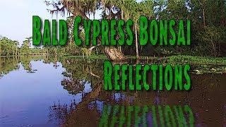 Bald Cypress Bonsai - Reflections - Thoughts on non-Japanese styling