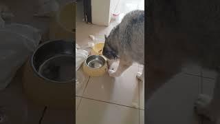 Husky Mom Protects Her Puppies