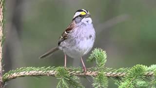 White-throated Sparrow